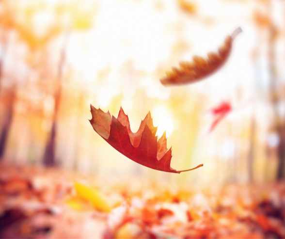 Fall Services